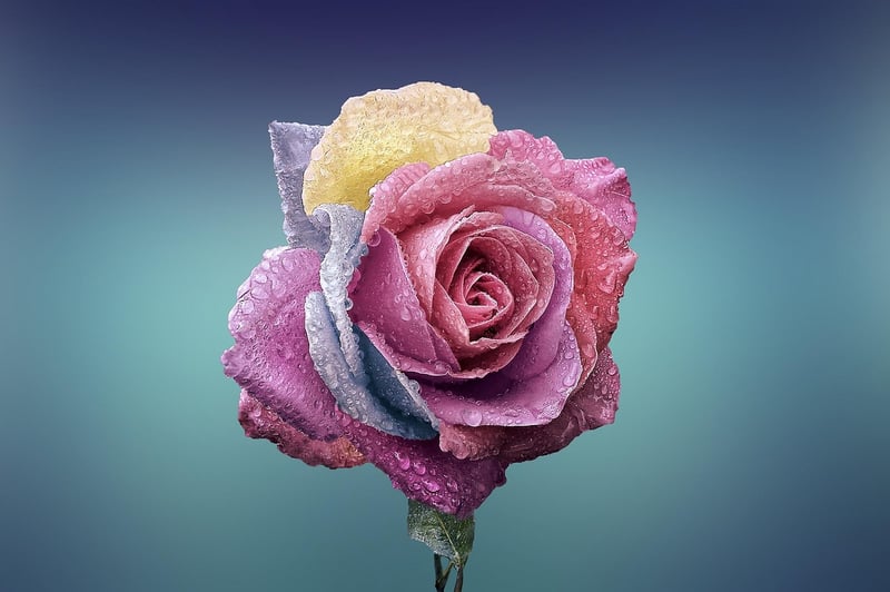 Purple Blooms
