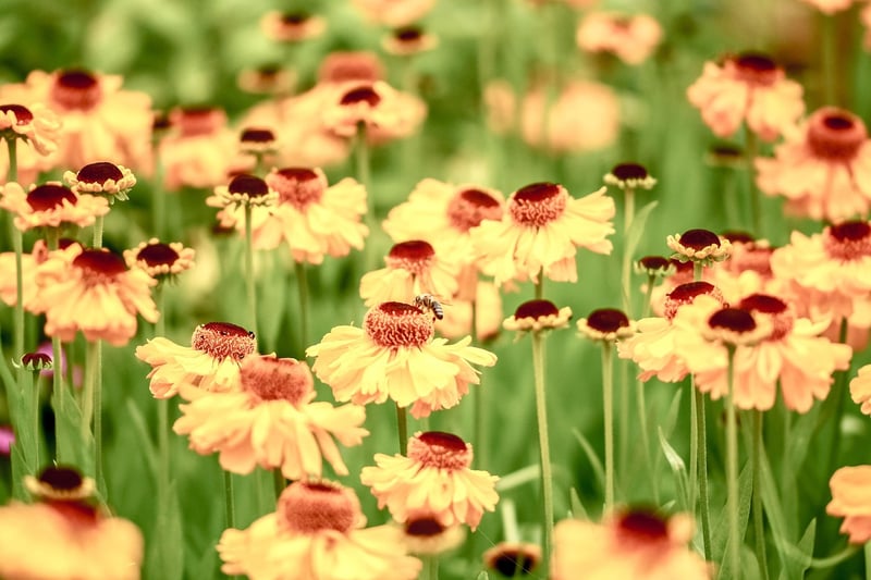 Botanical Gardens