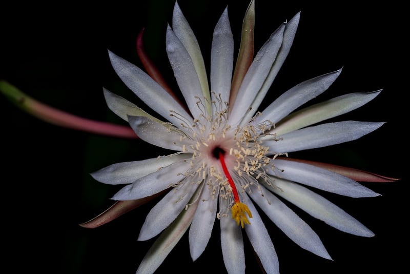 Orchid Cactus